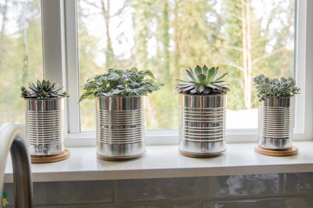 Planters filled with succulents made from tin cans