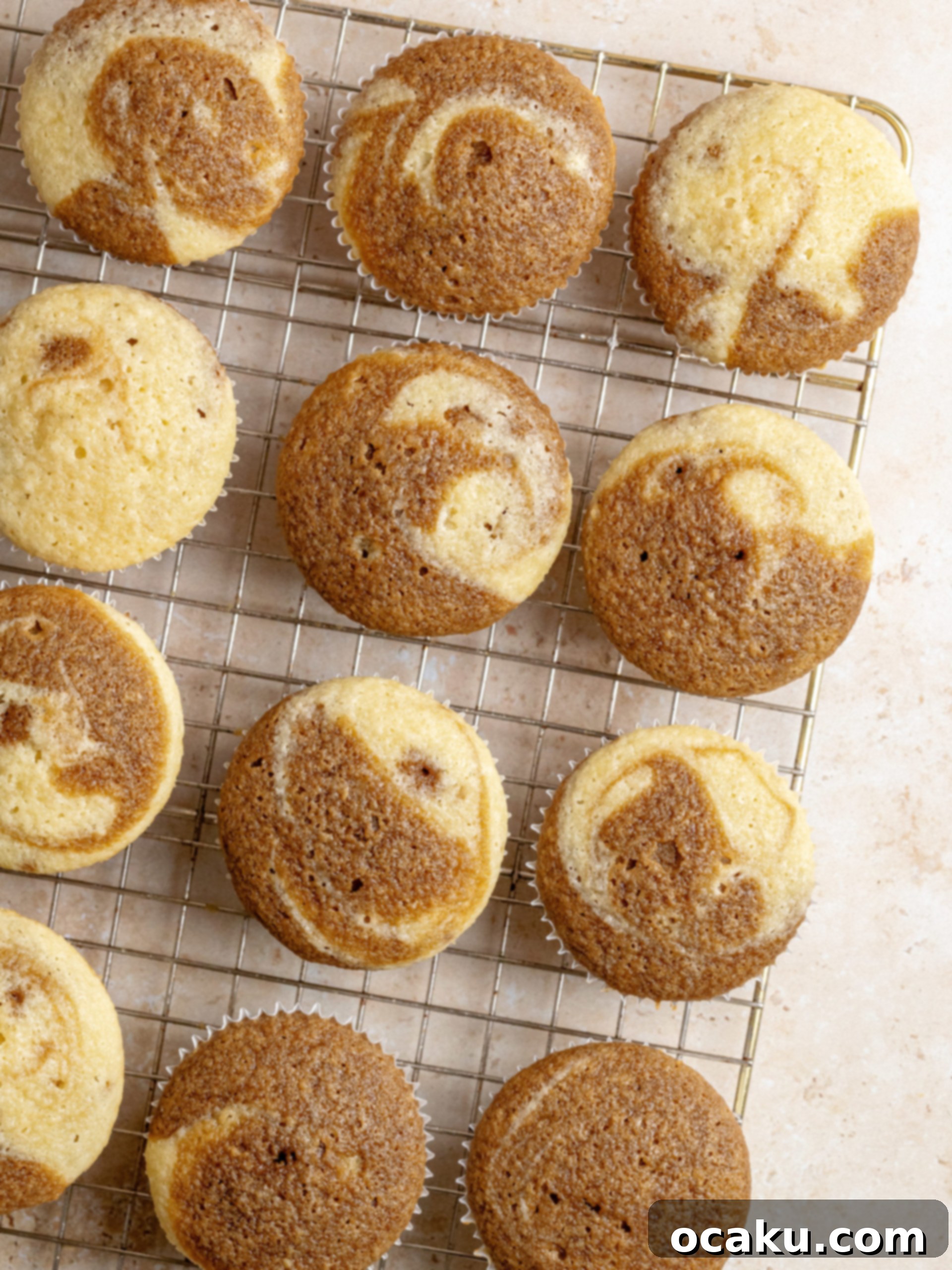 Finished Tiramisu Cupcakes dusted with cocoa powder.